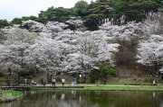 烏ヶ森公園の桜がほぼ満開になっています。天候が悪いのでいまひとつ色彩が冴えませんが、まあとりあえず桜は見たよという感じです。来週末にはもう散ってしまいそうで、"青空に桜" をみるには少々遠出が必要かな。